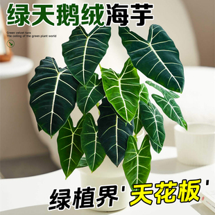 绿天鹅绒海芋盆栽白犀牛蕨类绿植竹芋室内客厅阳台网红彩叶芋植物