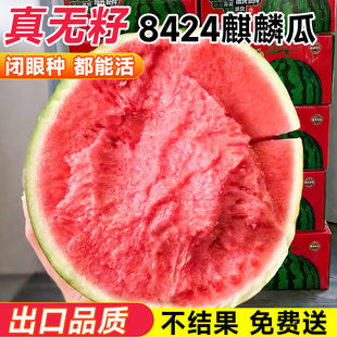 8424冰糖麒麟美都无籽巨型特大懒汉黑美人高产早熟盆栽西瓜种子孑