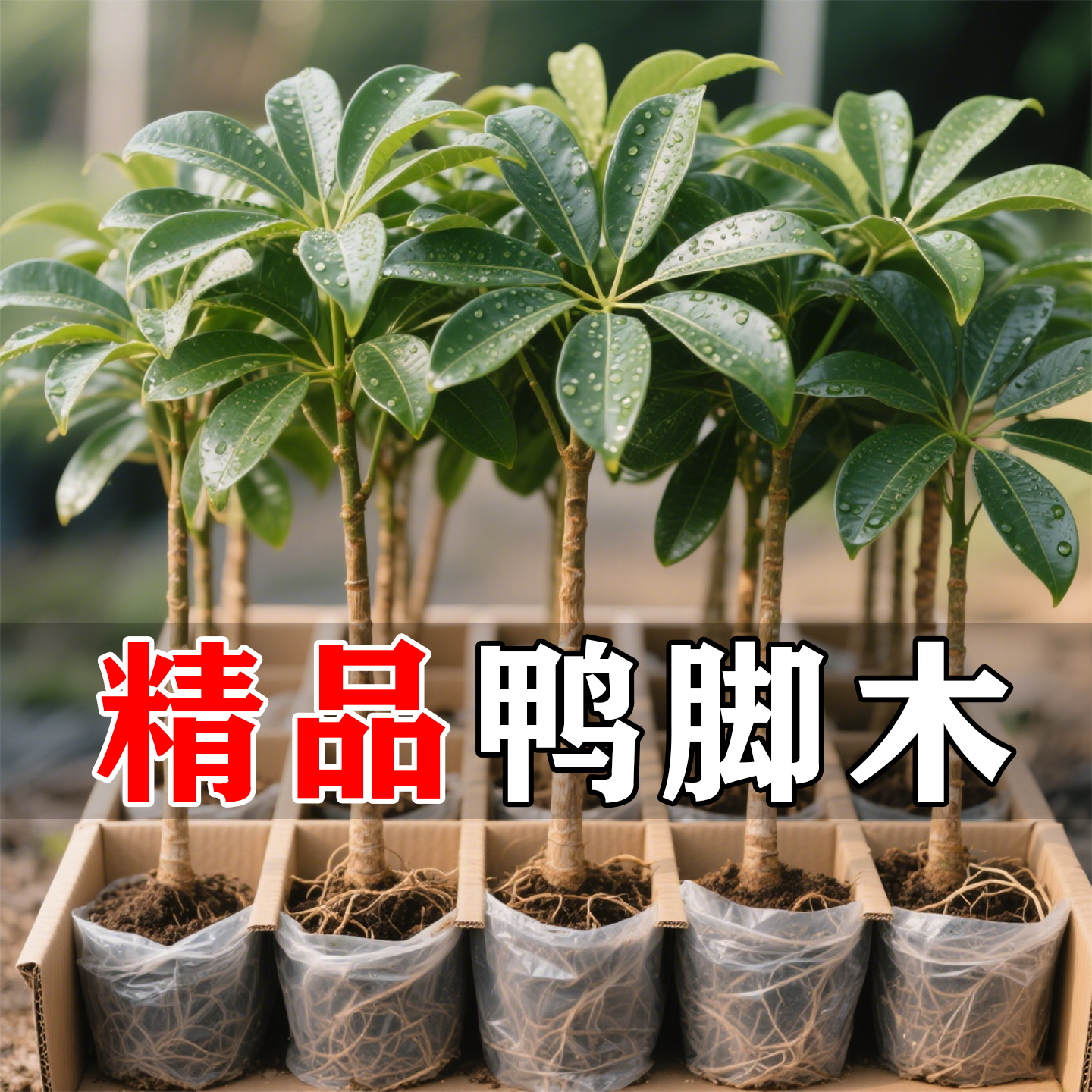 鸭脚木水培植物八方来财四季好养