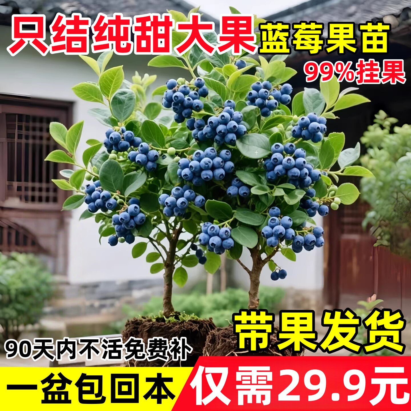 蓝莓树果苗盆栽树苗特大号带果阳台庭院室内绿植四季地栽结果植物