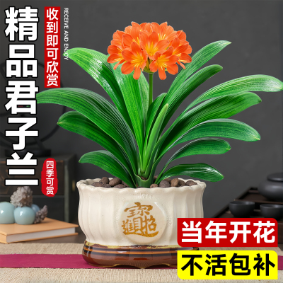 【精品国宝级】君子兰盆栽
