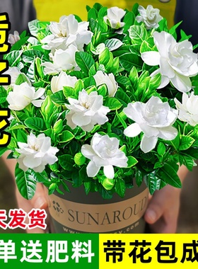 栀子花盆栽花卉绿植室内四季开花水培植物茉莉花清香木金钻好养活