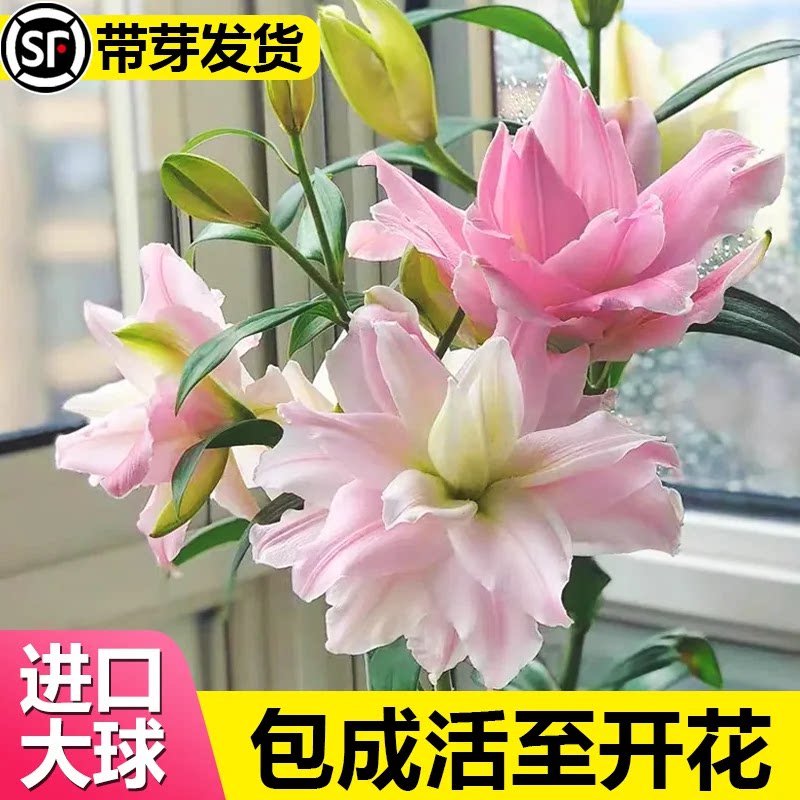 进口重瓣香水百合花种球盆栽香雪兰花卉绿植物室内四季开花郁金香
