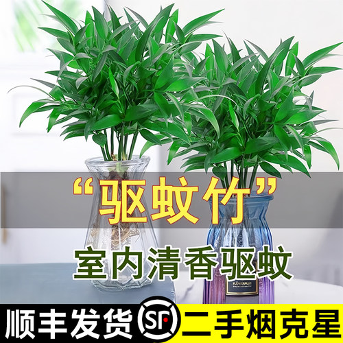 竹柏驱蚊竹水培植物室内水养绿植