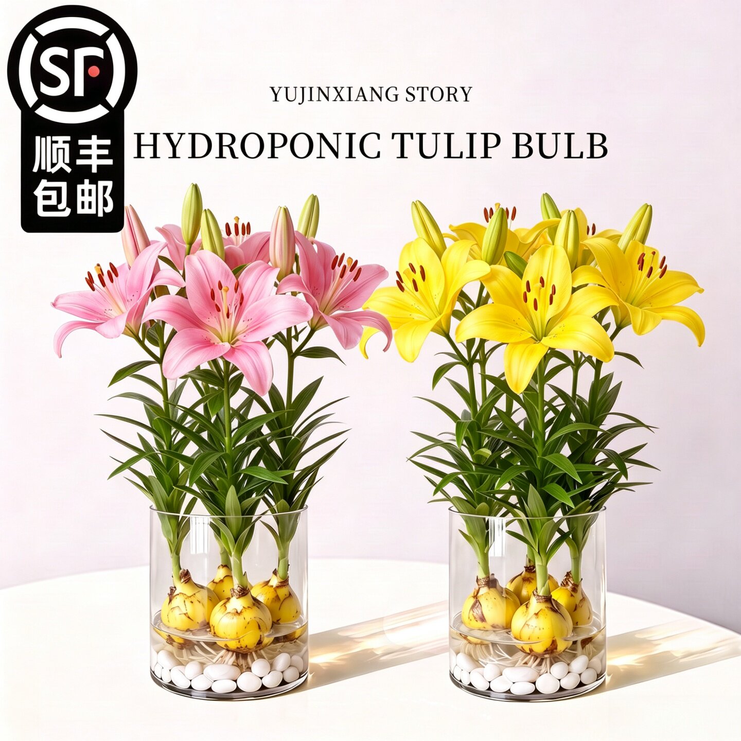 带芽带根新鲜百合种球种子图片