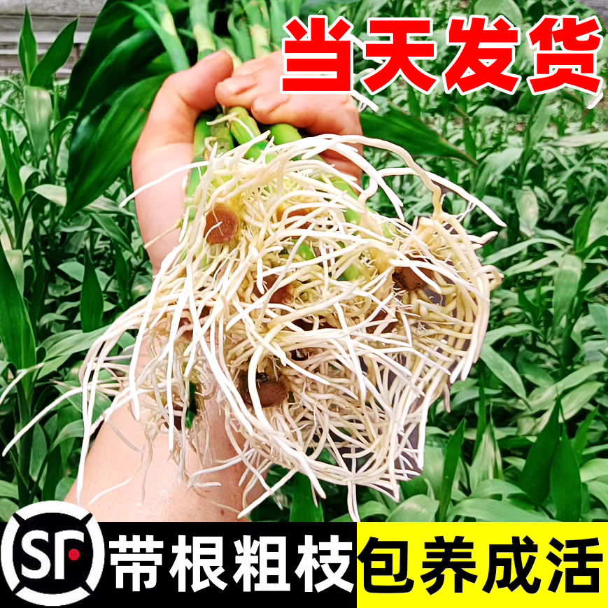 带根富贵竹水培植物养转运竹子绿植盆栽花卉室内客厅招发财树绿萝