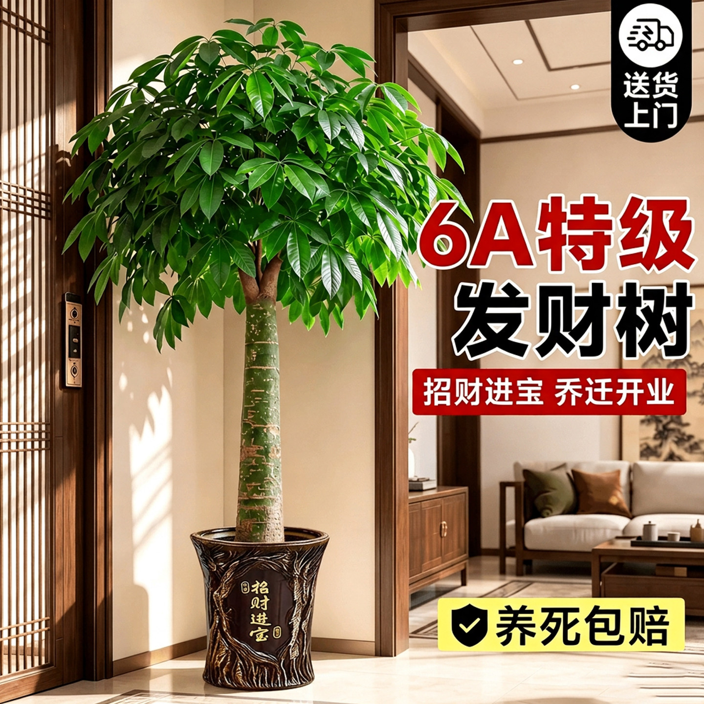 发财树客厅盆栽好养招财乔迁礼物