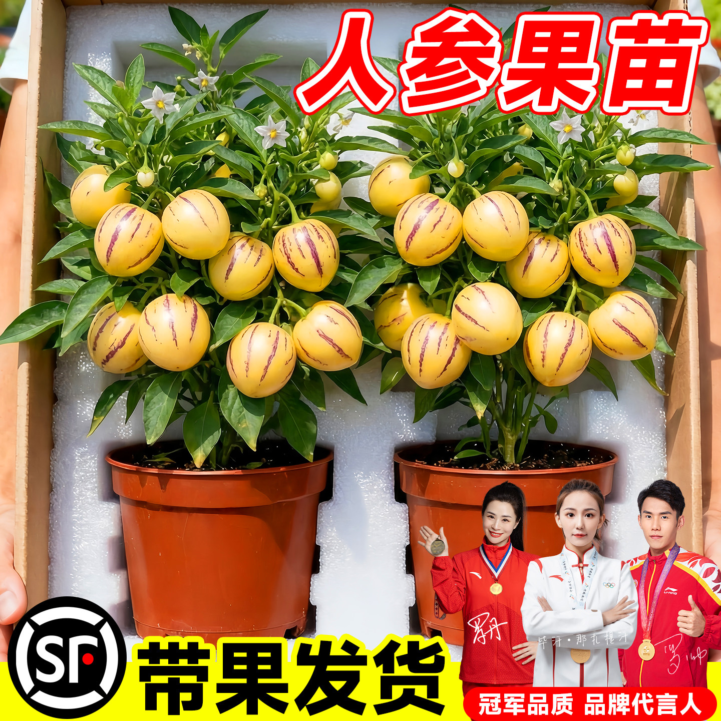 人参果树苗盆栽带果发货特大号阳台庭院室内绿植四季地栽结果植物