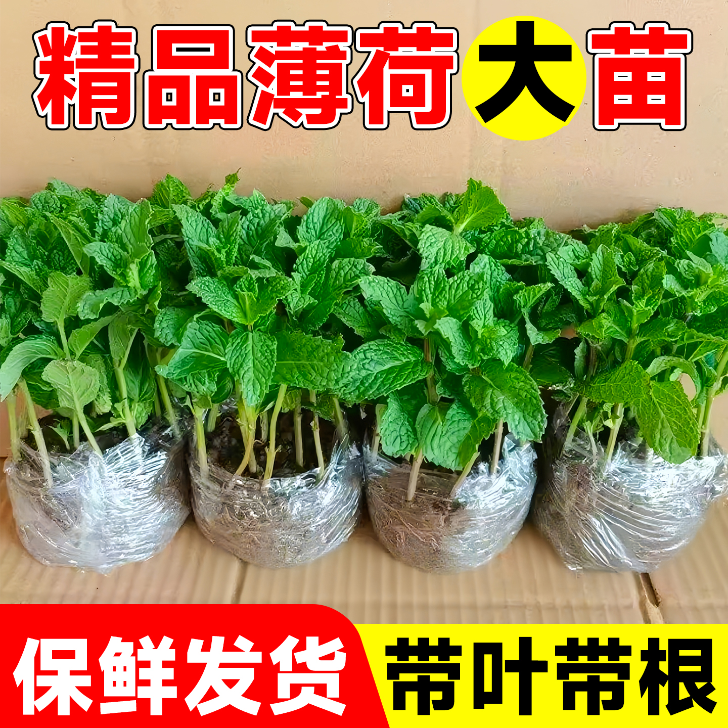 可食用薄荷大苗新鲜薄荷叶