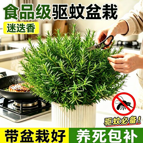 【迷迭香TOP】可食用绿植