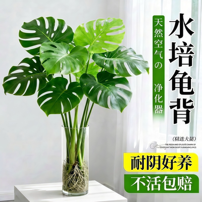 【全网热销10W+】龟背竹水培植物