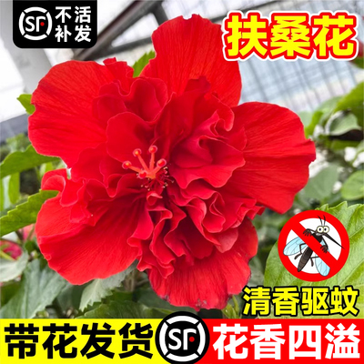 【带花发货】四季重瓣扶桑花