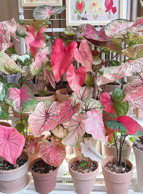 彩叶芋盆栽大苗甜心粉色和声飞溅白色恋人竹芋海芋绿植物室内四季