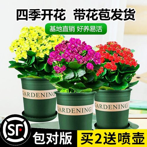 【包对版】金狐狸长寿花盆栽