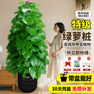 大叶绿萝柱大盆栽客厅大型绿植室内绿萝除甲醛净化空气植物好养活