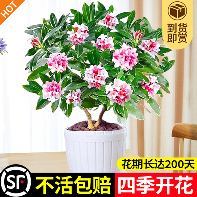 金边瑞香盆栽浓型带花苞植物