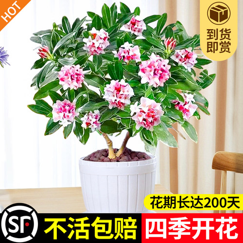 金边瑞香盆栽浓型带花苞植物