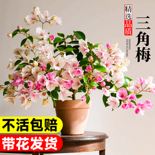开花好养 重瓣三角梅盆栽大苗带花老桩室内外爬藤植物红梅花卉四季