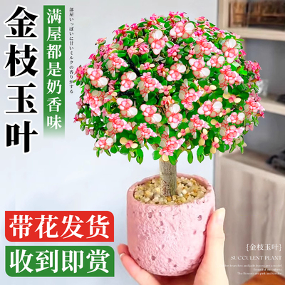 金枝玉叶小盆栽老桩多肉植