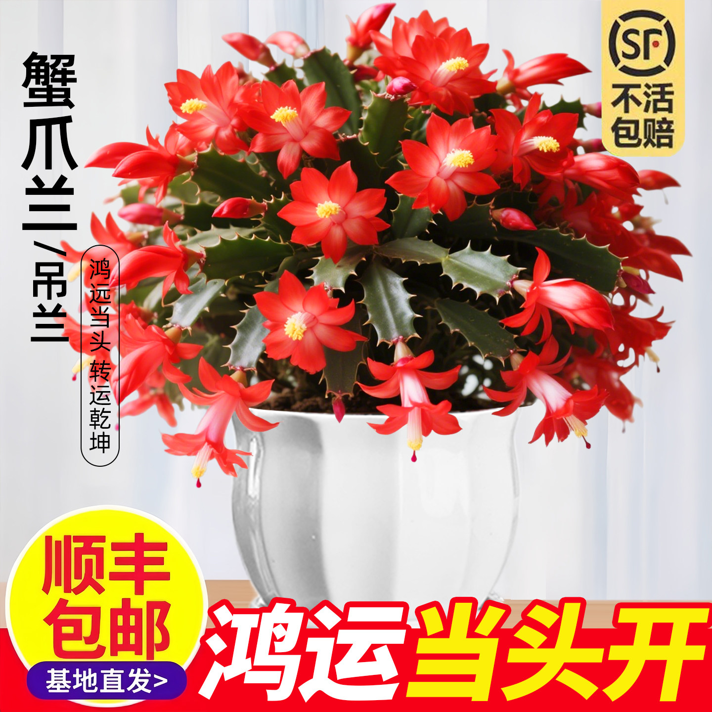 蟹爪兰盆栽带花苞多色苗四季好养