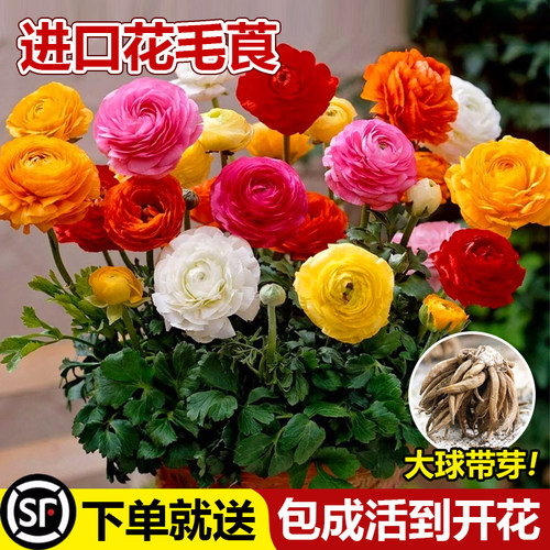 进口花毛茛种球重瓣洋牡丹