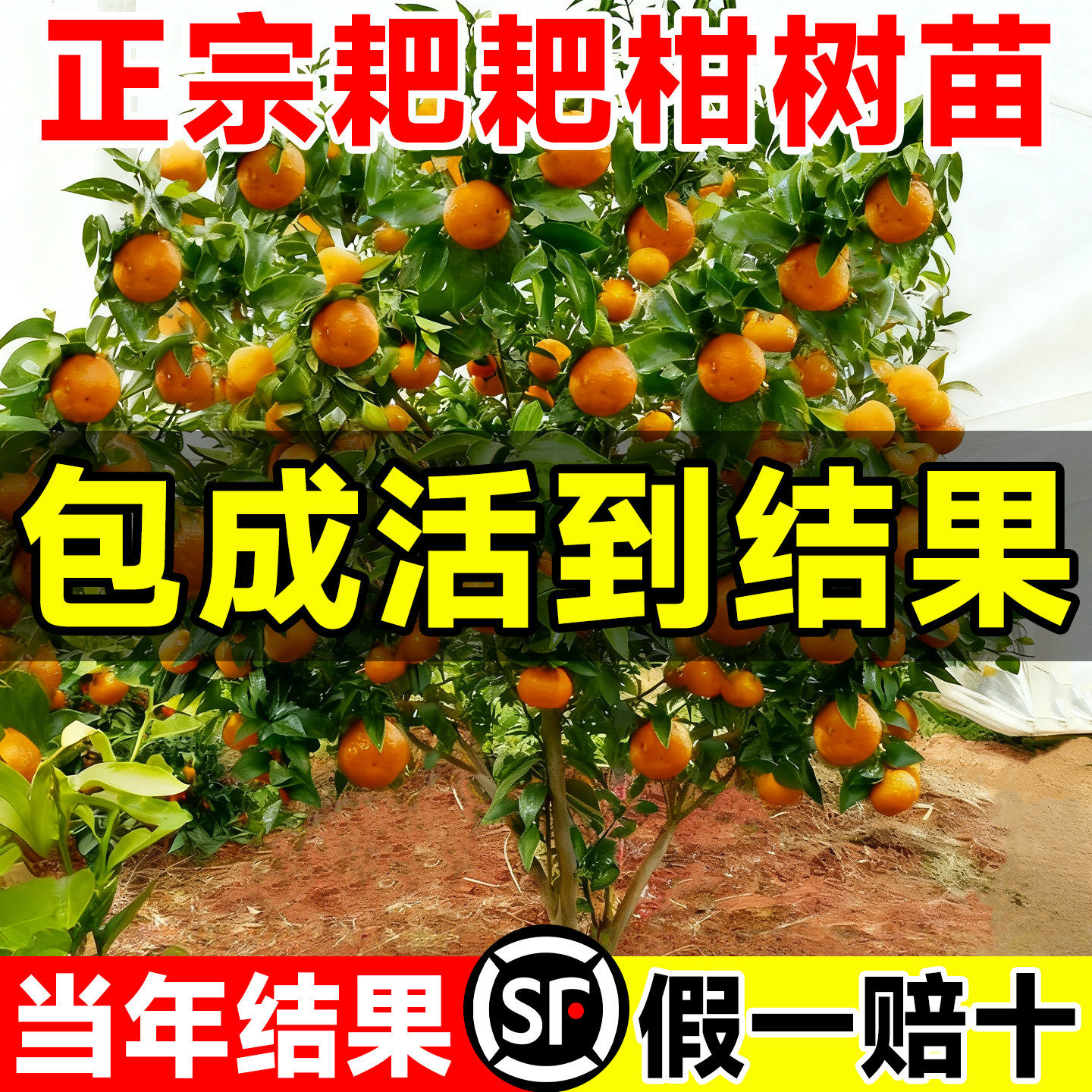 四川春见耙耙柑果树苗丑橘粑粑柑柚子蓝莓树果苗耐寒南北方种植物,鲜花速递/花卉仿真/绿植园艺,果树,淘宝优惠券,粉丝福利购,淘宝优惠卷