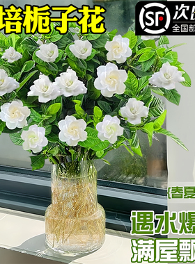 栀子花水培植物盆栽带花苞办公室内桌面养懒人鲜花束绿植水养花卉