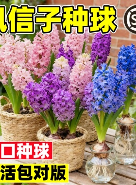 进口风信子种球水养土培冬季水培带芽耐寒易活花卉盆栽植物室内花