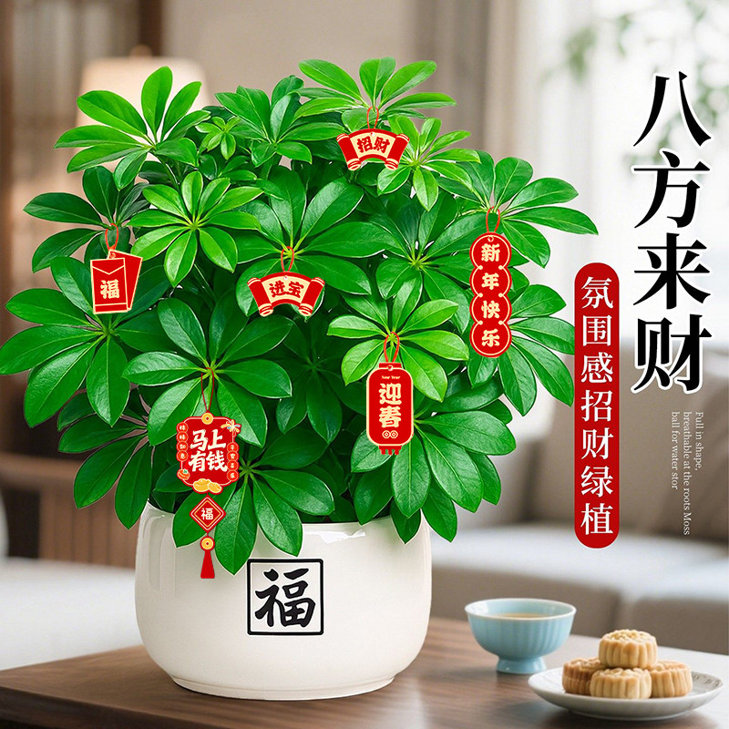 鸭脚木盆栽招财旺宅桌面盆景发财树绿植室内客厅中式禅意四季植物,鲜花速递/花卉仿真/绿植园艺,绿植,淘宝优惠券,粉丝福利购,淘宝优惠卷