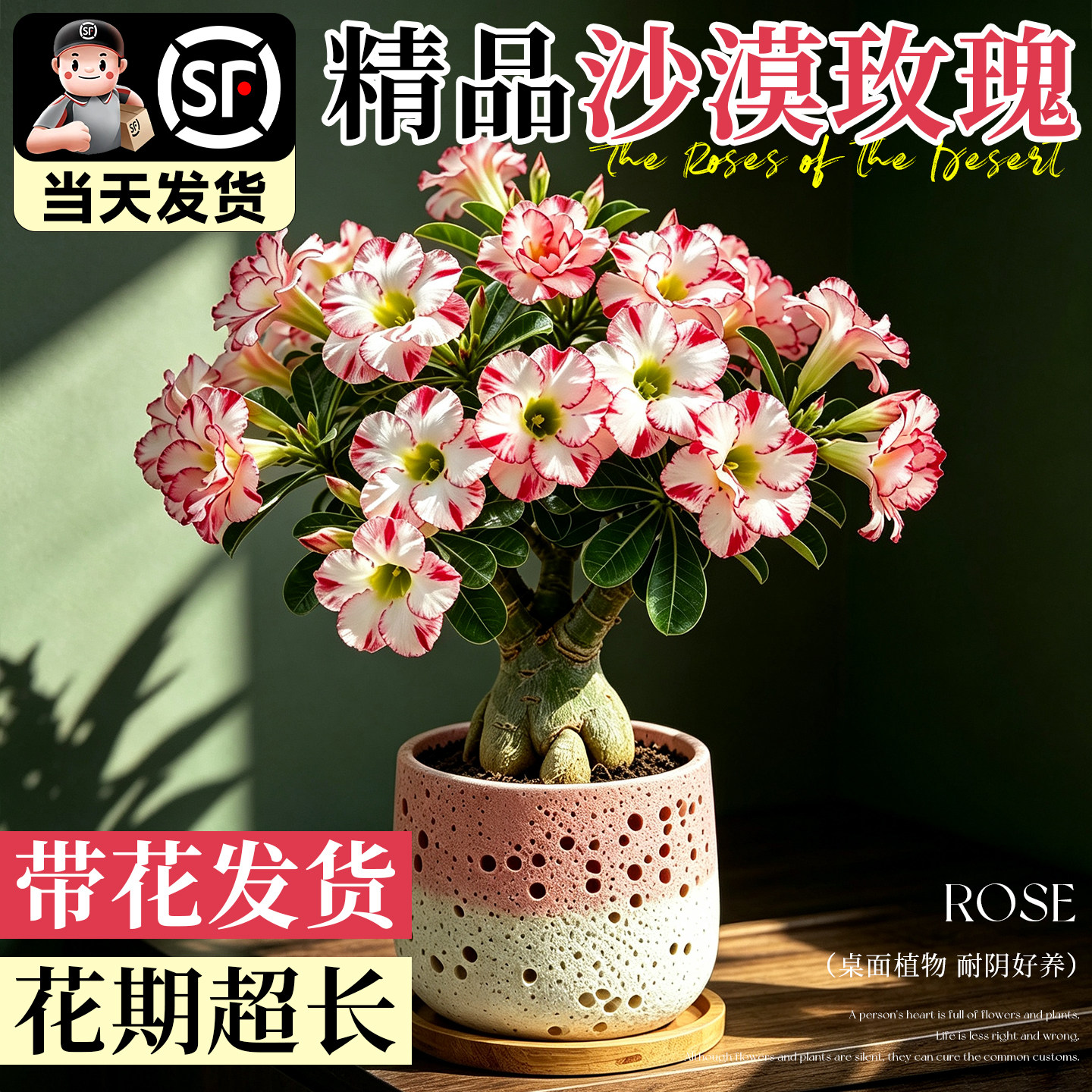 【带花发货】沙漠玫瑰带花苞盆栽图片