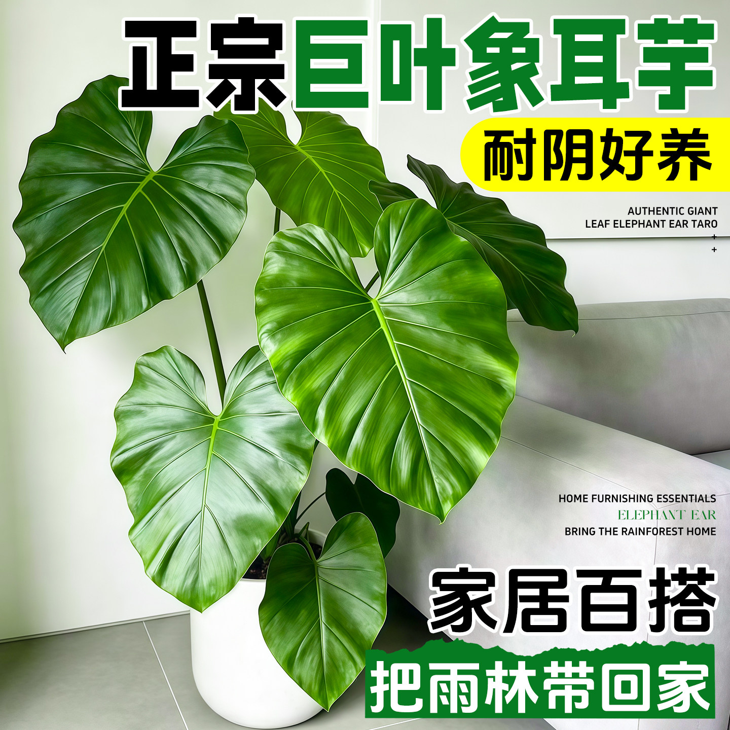 巨叶老桩象耳芋盆栽室内客厅大型绿植物观叶植物四季好养带叶发货