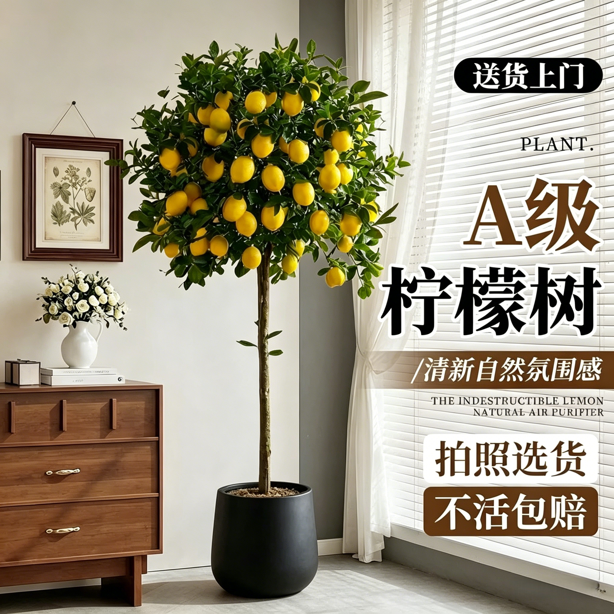 香水柠檬树盆栽带果客厅绿植大型植物室内阳台禄植四季好养除甲醛