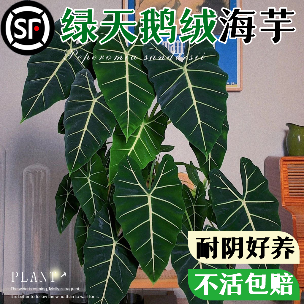 绿天鹅绒海芋盆栽白犀牛植