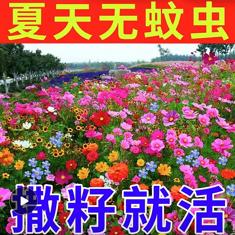 花种籽除虫菊撒子就活四季开花