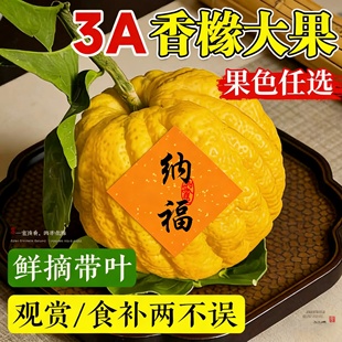 云南香橼特大果树苗盆栽茶室禅意绿植香橼鲜果佛手柑闻香净化空气