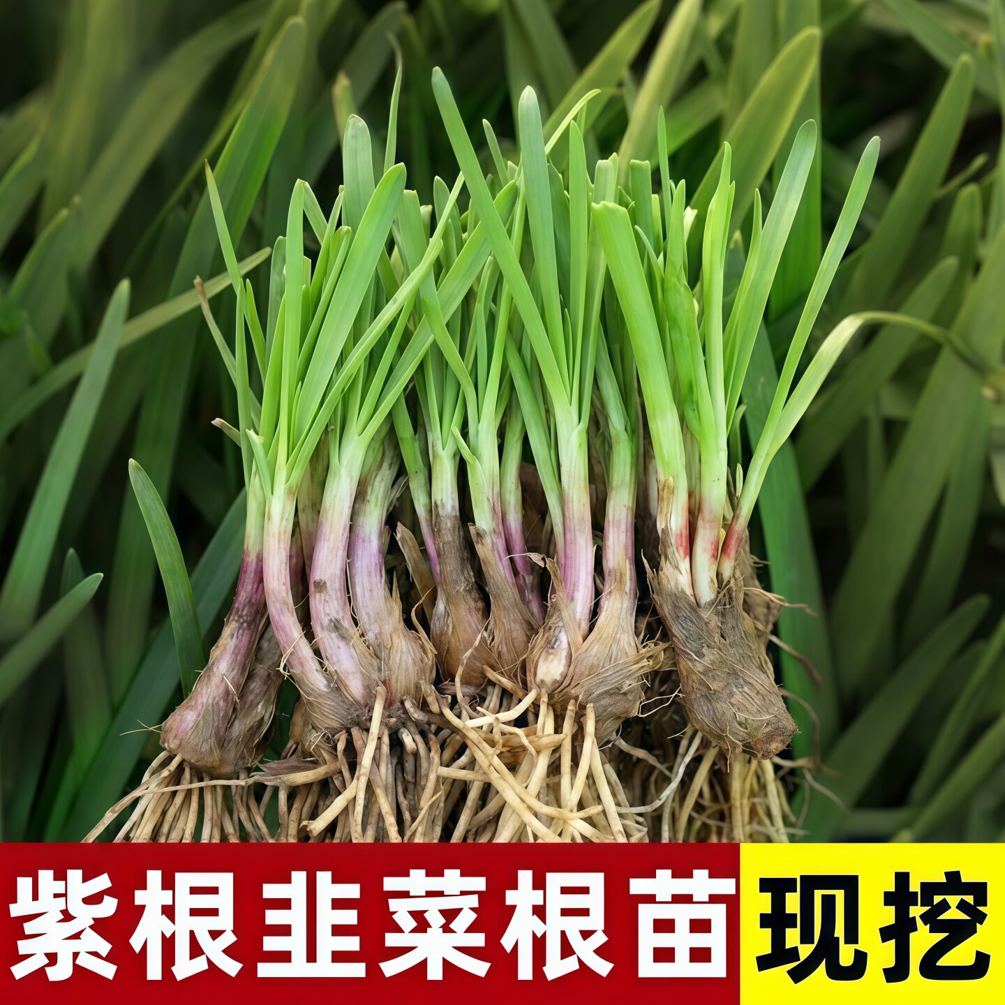 韭菜根苗紫根四季带土现挖宽叶韭菜种子农家蔬菜苗当季有机苗秧