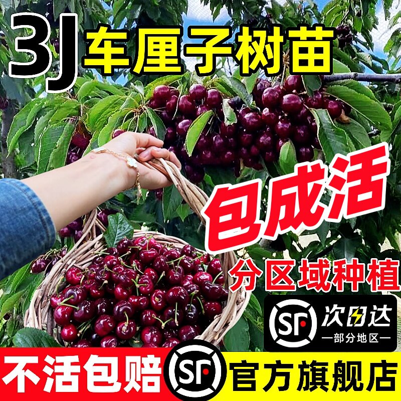 正宗车厘子树苗山东大樱桃各种果树果苗嫁接盆栽水果树南方北种植