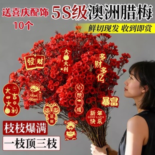 澳洲腊梅鲜花真花水培鲜枝鲜花云南基地直发鲜切年宵花卉花束摆件