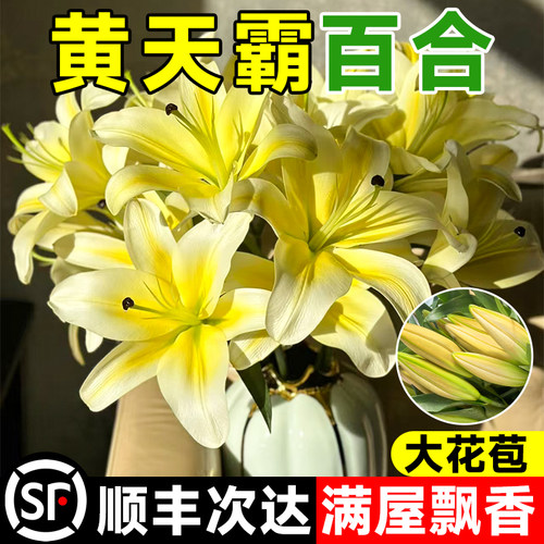 黄天霸百合花色香水鲜多头