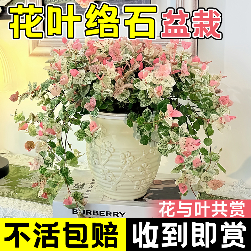 花叶络石粉精灵盆栽室内彩叶缤纷客厅耐阴好养盆景办公室四季绿植