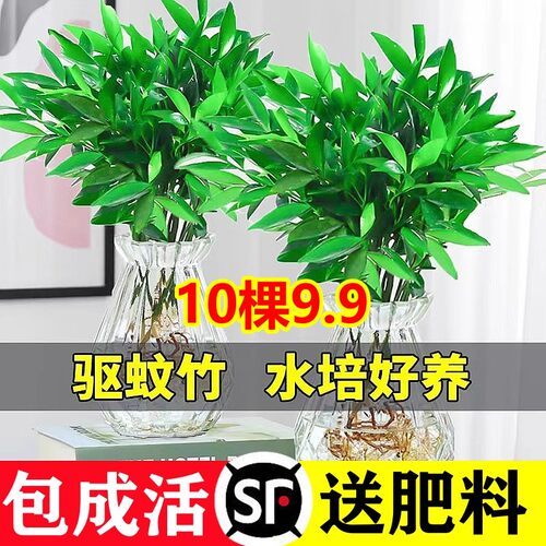 【10棵9.9】驱蚊竹柏水培植物