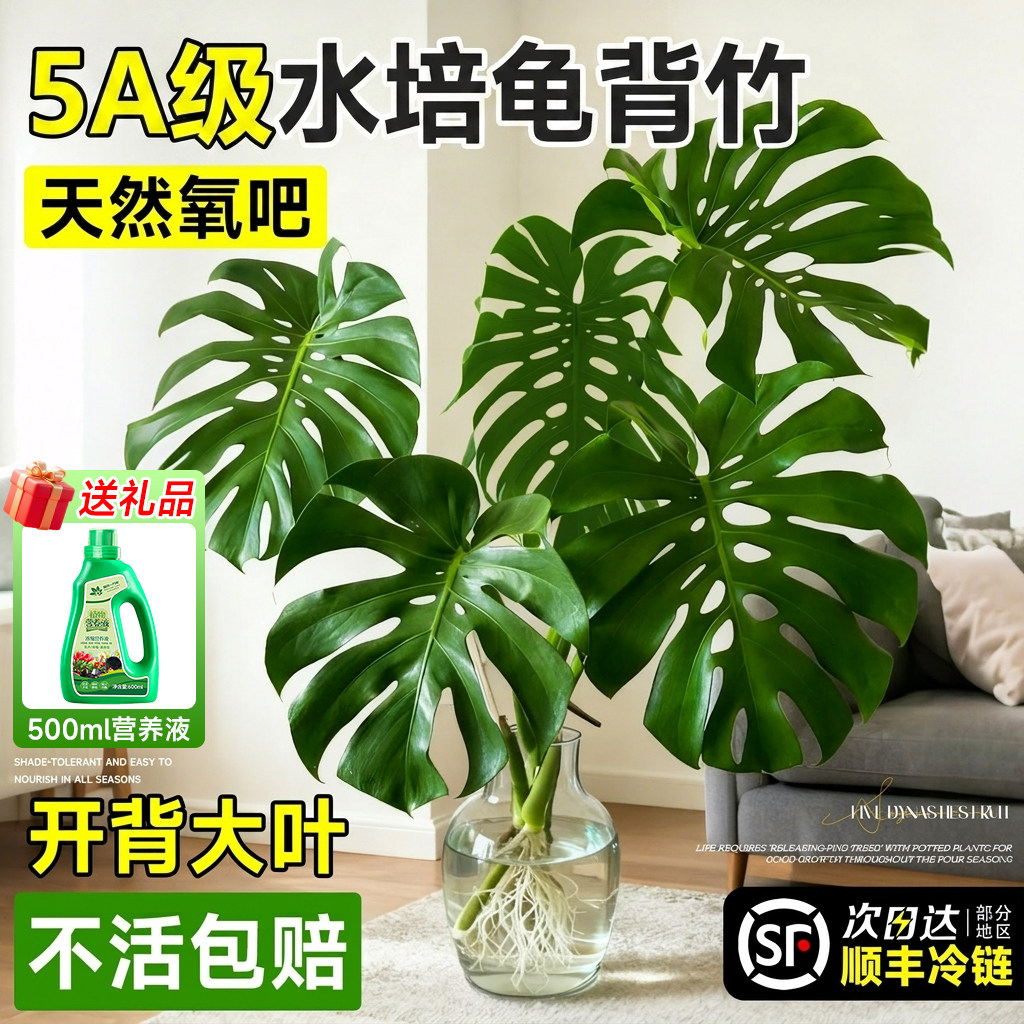 只发顺丰老桩龟背竹全部开背