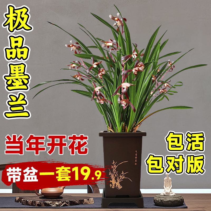 【墨兰+送花盆】精品浓香兰花苗