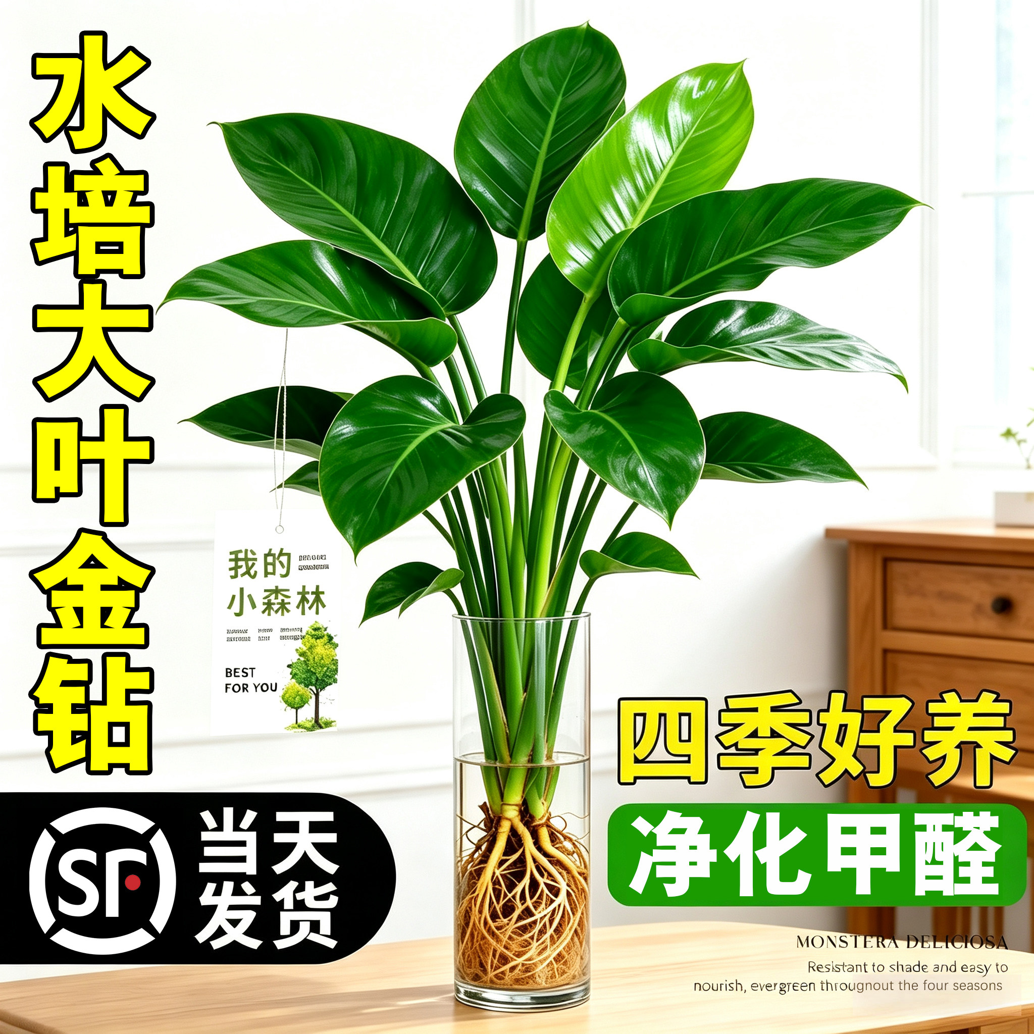【净化甲醛】水培桌面绿植大金钻图片
