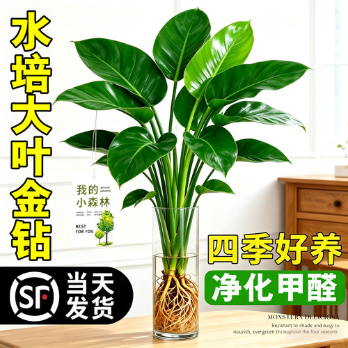 【净化甲醛】水培桌面绿植大金钻