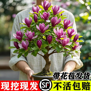 矮化玉兰花树苗带花苞红白紫玉兰树室外庭院四季花卉盆栽绿化大树