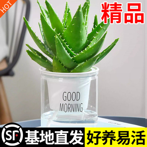 芦荟盆栽室内除甲醛净化空气