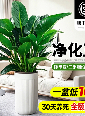 金钻盆栽客厅大叶绿公主绿萝植物室内好养净化空气除甲醛大型绿植