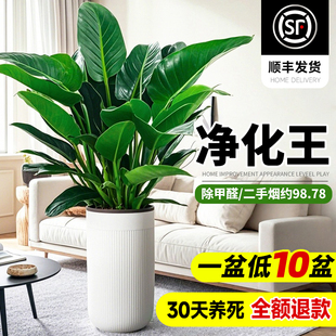 金钻盆栽客厅大叶绿公主绿萝植物室内好养净化空气除甲醛大型绿植