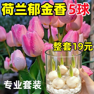 进口郁金香种球水培花卉植